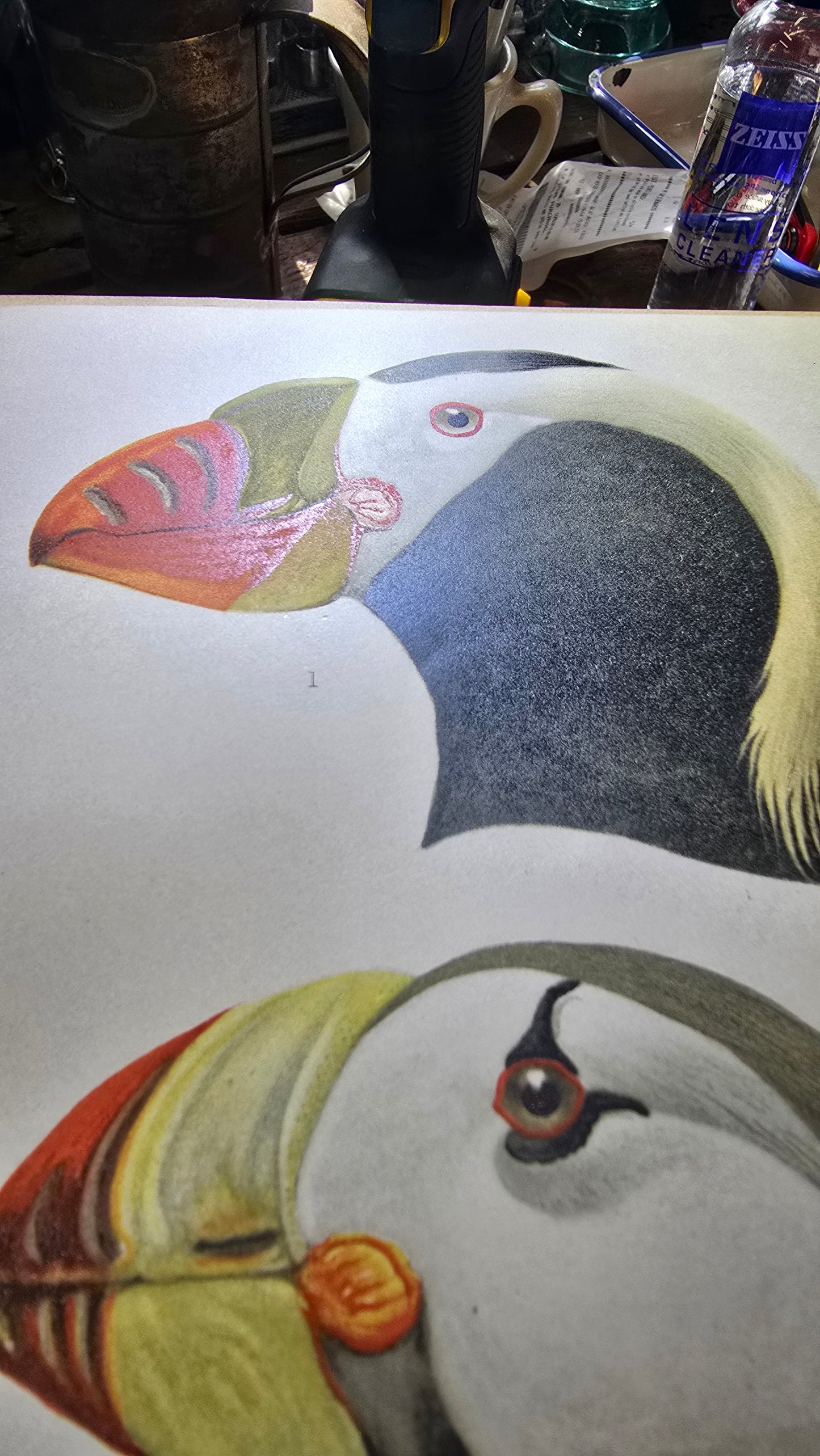 Louis A. Fuertes Puffin Lithograph | Early 1900s