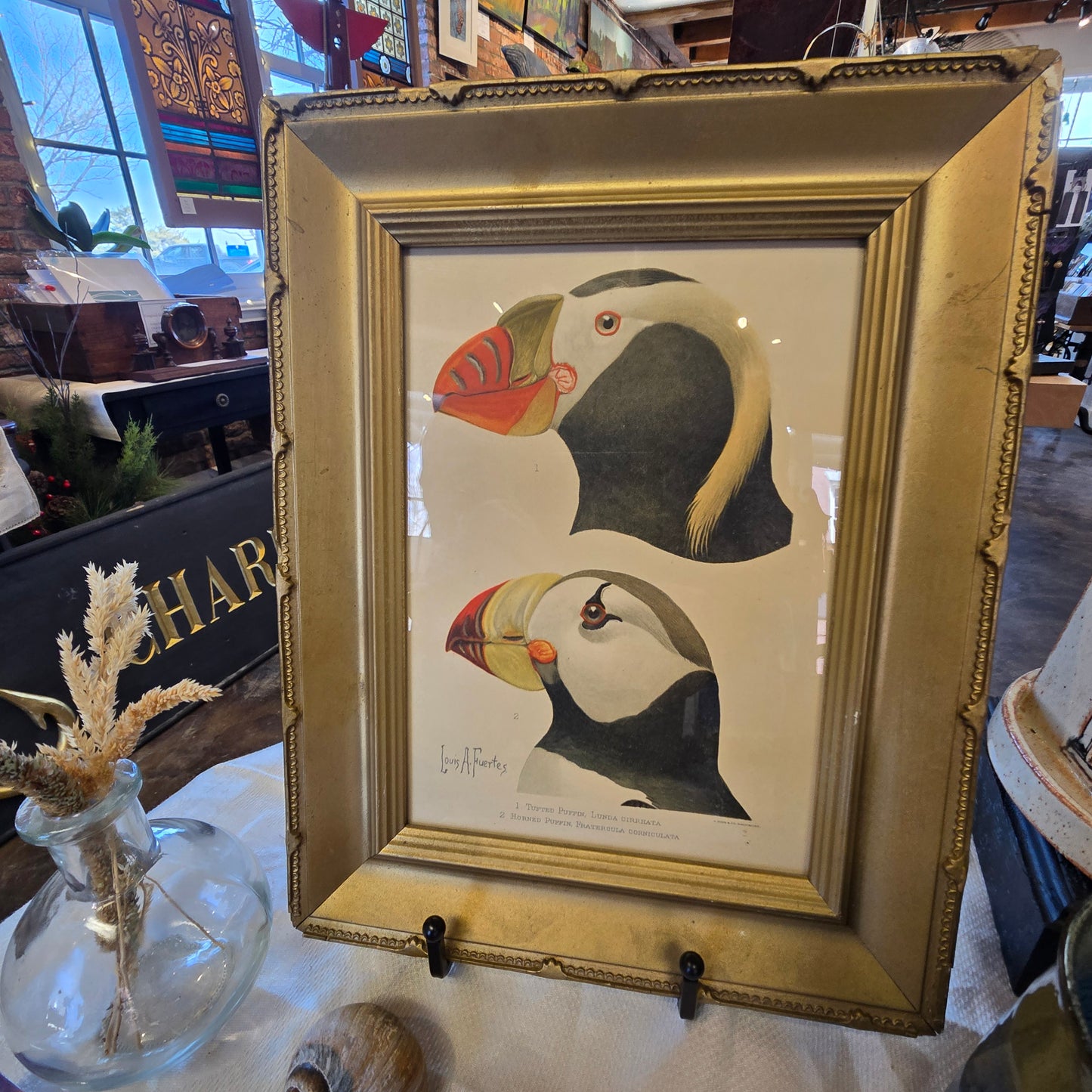 Louis A. Fuertes Puffin Lithograph | Early 1900s