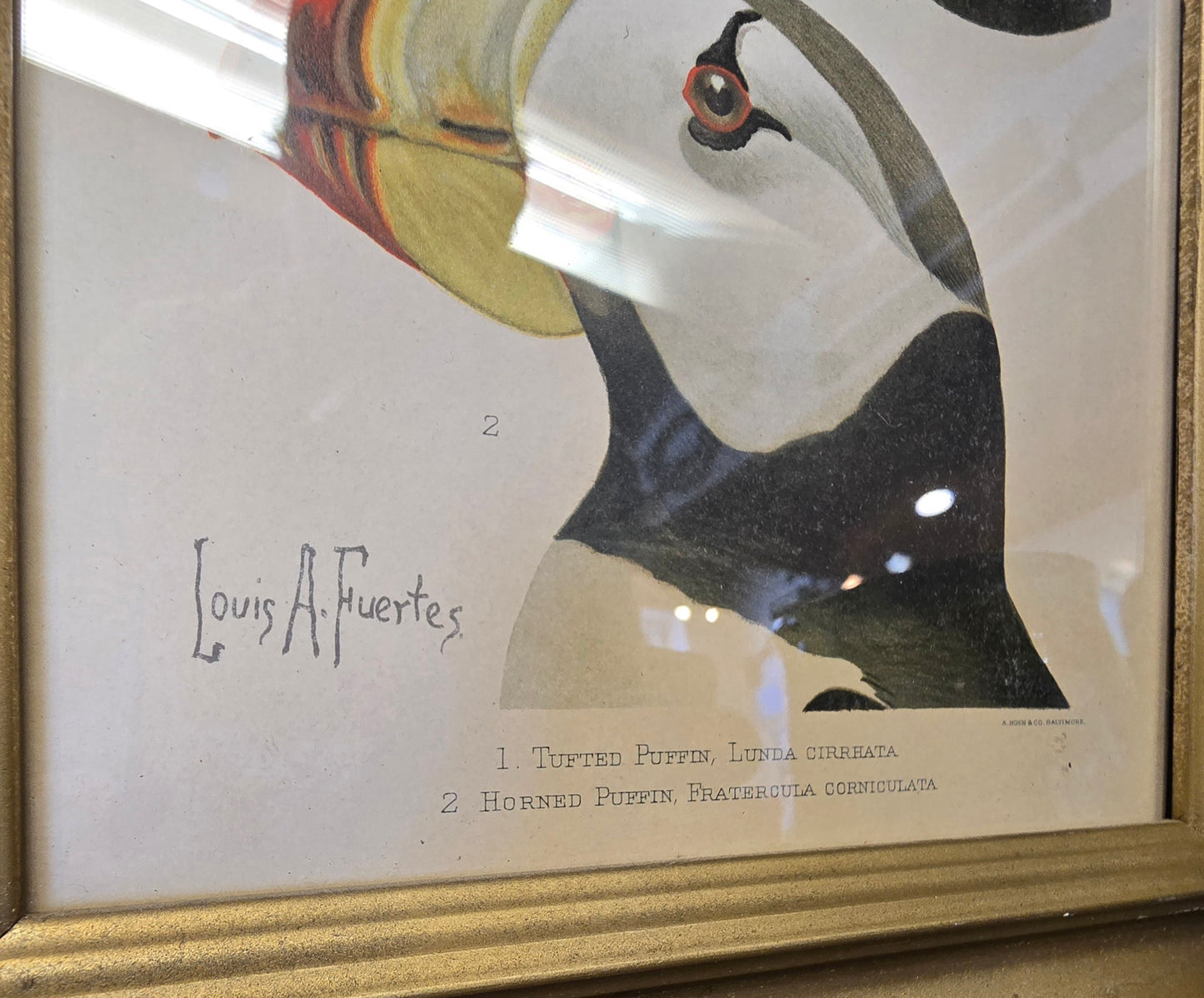 Louis A. Fuertes Puffin Lithograph | Early 1900s