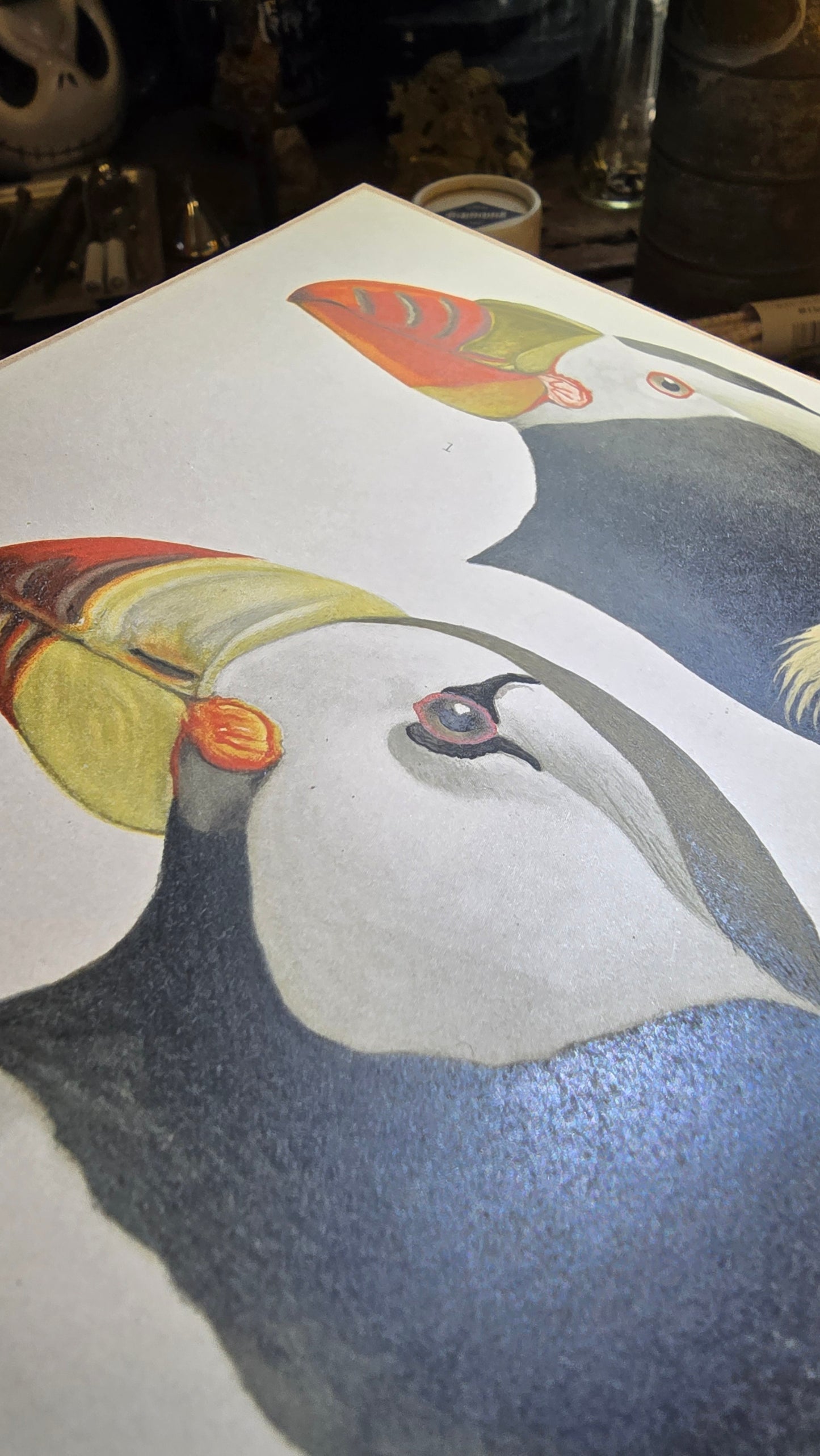 Louis A. Fuertes Puffin Lithograph | Early 1900s