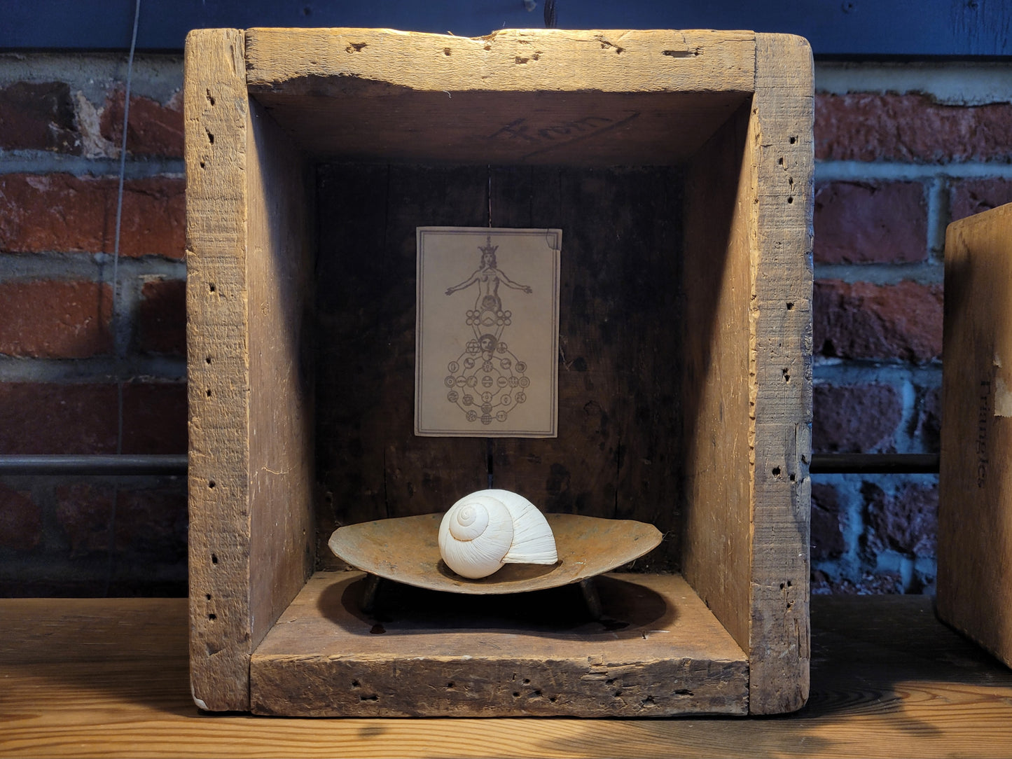Shell & Alchemical Symbol | Large Shadowbox | Chris Volpe / Anna Birch