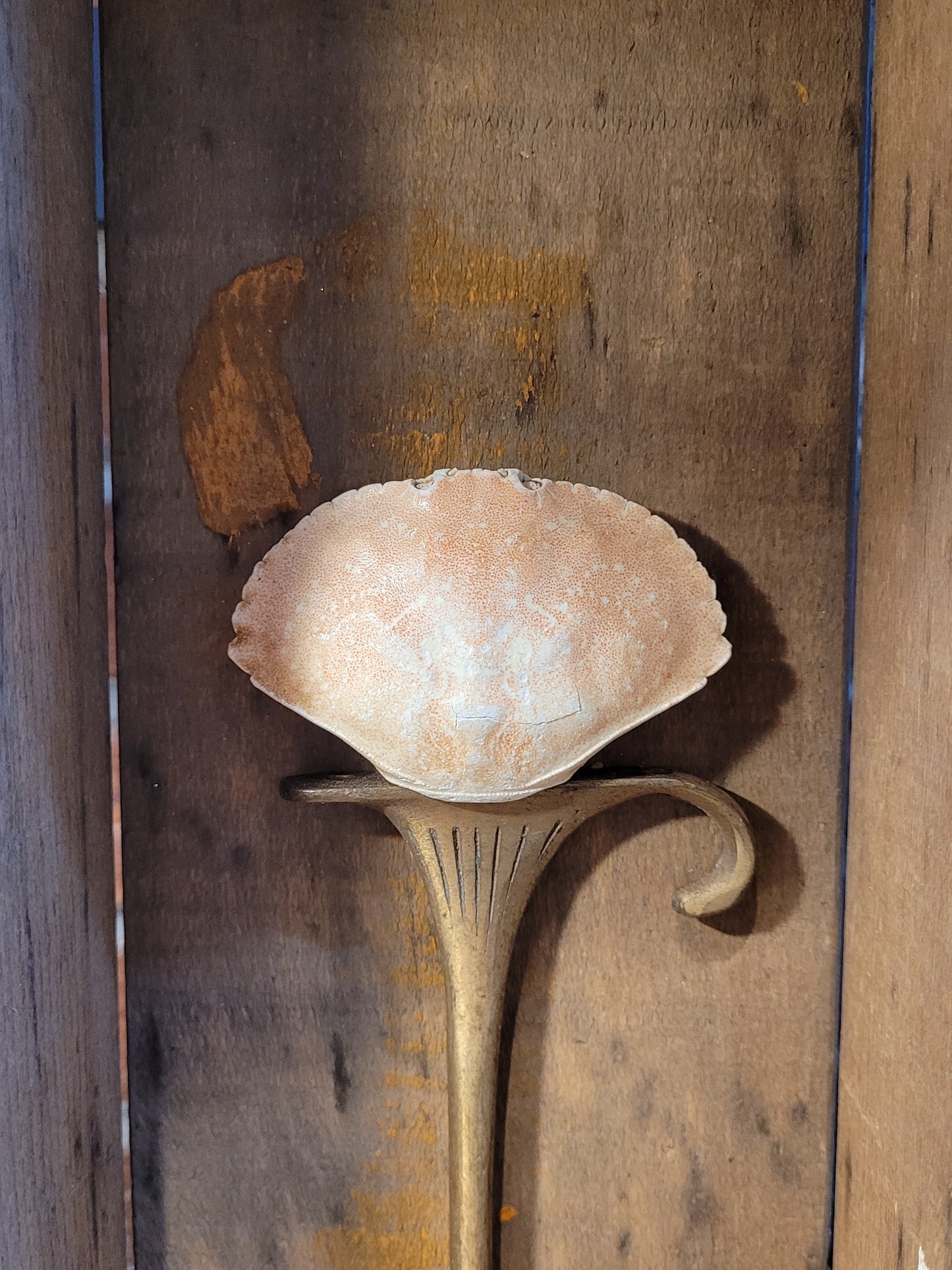 Shell on Pedestal | Shadowbox | Chris Volpe / Anna Birch