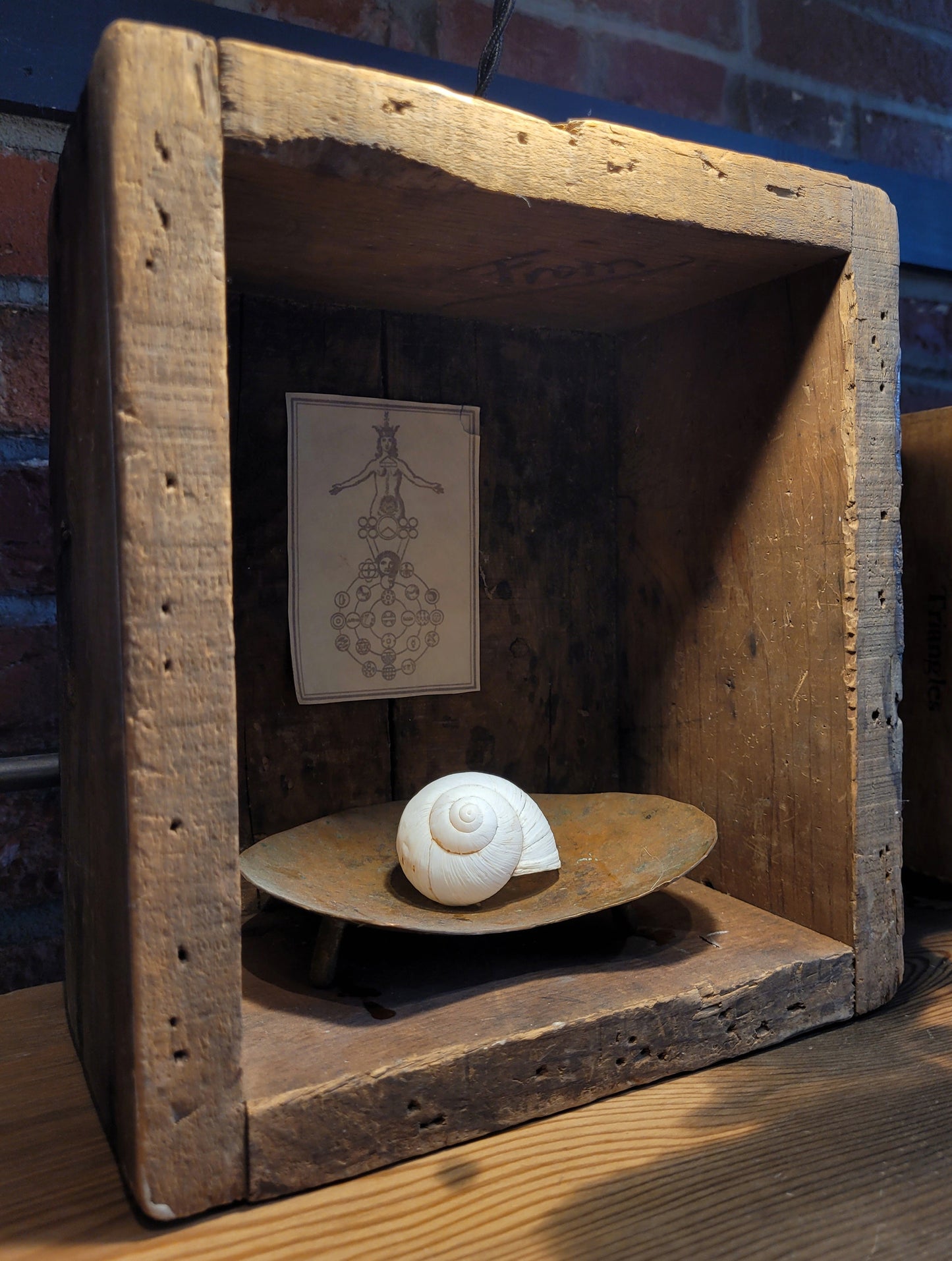 Shell & Alchemical Symbol | Large Shadowbox | Chris Volpe / Anna Birch