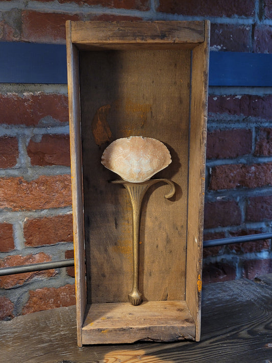 Shell on Pedestal | Shadowbox | Chris Volpe / Anna Birch